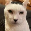 「こんなことあるんかーい」 　虹の橋を渡った愛猫との約束…1か月後に現れたまさかの“新入り”に1.9万“いいね”（Hint-Pot） - Yahoo!ニュース
