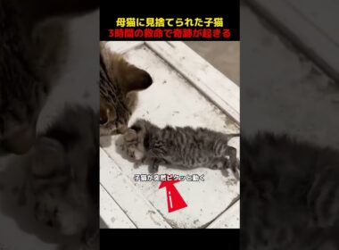 母猫に見捨てられた子猫、3時間の救命で奇跡が起きる！#shorts   #動物 #ペット