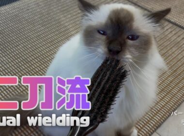 バーマン猫ラフ【二刀流】Dual wielding（バーマン猫）Birman/Cat