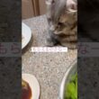 お寿司だ #ねこ動画 #アメリカンカール