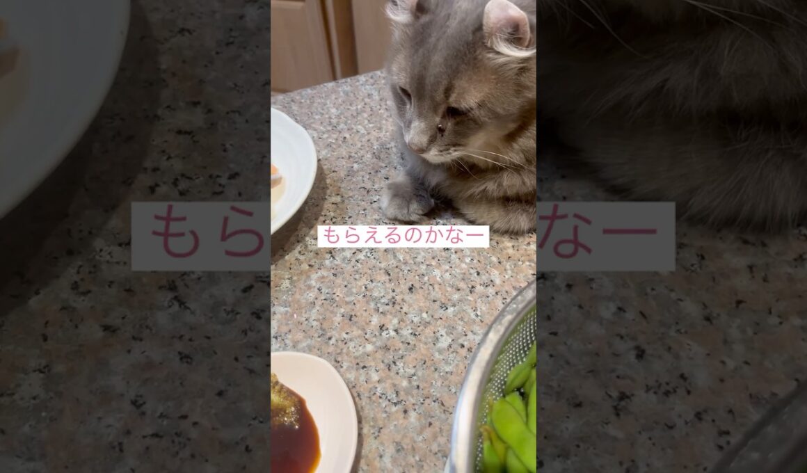 お寿司だ #ねこ動画 #アメリカンカール