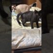 黒猫くーにネコキックで下剋上のシャムのパンダ。ケツを突かれ、返り討ちに