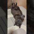 今日の仰向け_20260907 #shorts #cat #ロシアンブルー #猫