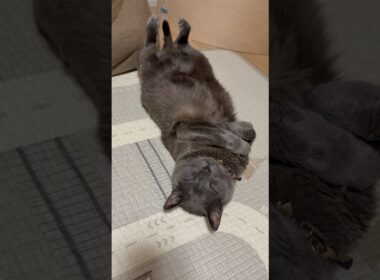 今日の仰向け_20260907 #shorts #cat #ロシアンブルー #猫
