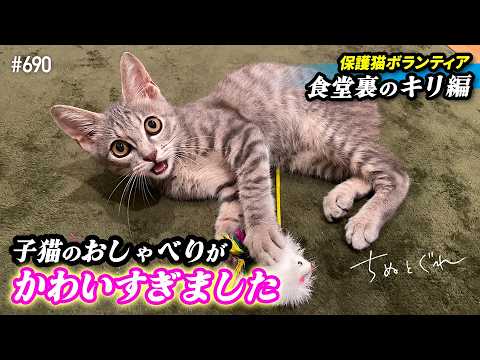 子猫のおしゃべりが可愛すぎました【保護猫ボランティア・食堂裏のキリ編１７】／ #猫 #保護猫 #子猫