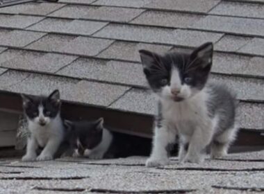 猛暑の屋根に取り残された4匹の子猫→レスキューの作戦で全員保護、母猫とも無事に再会！ LIMO編集部が感動の投稿をピックアップ！猫の飼育費用は月平均どのくらいかについても紹介 | LIMO | くらしとお金の経済メディア