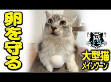 【メインクーン】卵を産んで温める？大型猫。大事な卵を必死で守ろうとする