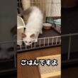 ごはんですよ　#ラグドール #子猫 #猫のいる暮らし #ragdoll