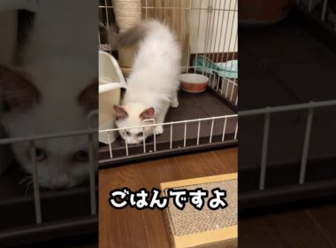 ごはんですよ　#ラグドール #子猫 #猫のいる暮らし #ragdoll