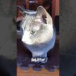 ボクの事もっと知ってほしい #ロシアンブルー #猫 #cat