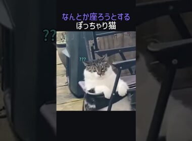なんとか座ろうとするぽっちゃり猫