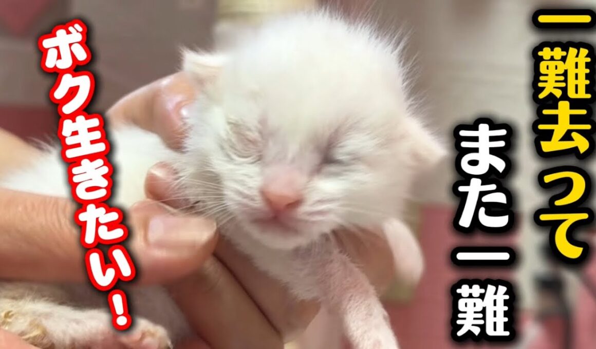 開かない眼が腫れた子猫…病院で分かった事