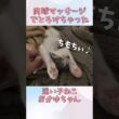 肉球マッサージでとろける子ねこ#子ねこ #cat #保護ねこ