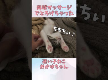 肉球マッサージでとろける子ねこ#子ねこ #cat #保護ねこ