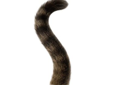 「重機から救出された子猫が」“リアル現場猫”のヘルメット姿が世界中で話題｜Pen Online