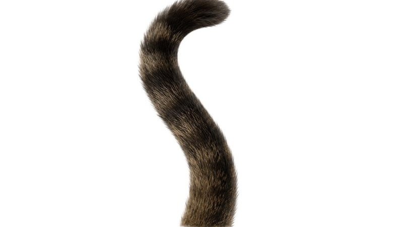 「重機から救出された子猫が」“リアル現場猫”のヘルメット姿が世界中で話題｜Pen Online