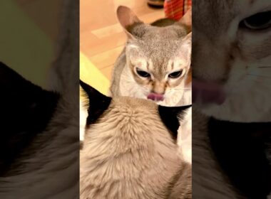たぬき猫をたくさんペロペロしたので大満足で立ち去って行くシンガプーラなのにゃ♪#cat #シンガプーラ #トンキニーズ#たぬき猫#singapura#tonkinese