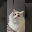 ラグドールの成長#shorts #猫 #cat #ラグドール
