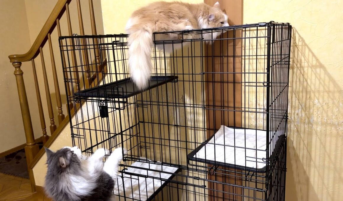【憧れ⁉︎】ケージの上に乗っちゃったお兄ちゃんが羨ましいwwwノルウェージャンフォレストキャット、ターキッシュアンゴラ、メインクーン