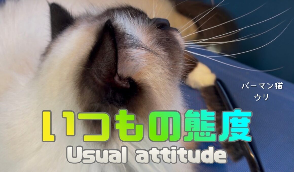 バーマン猫ウリ【いつもの態度】Usual attitude（バーマン猫）Birman/Cat