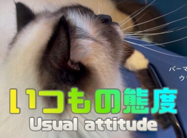 バーマン猫ウリ【いつもの態度】Usual attitude（バーマン猫）Birman/Cat