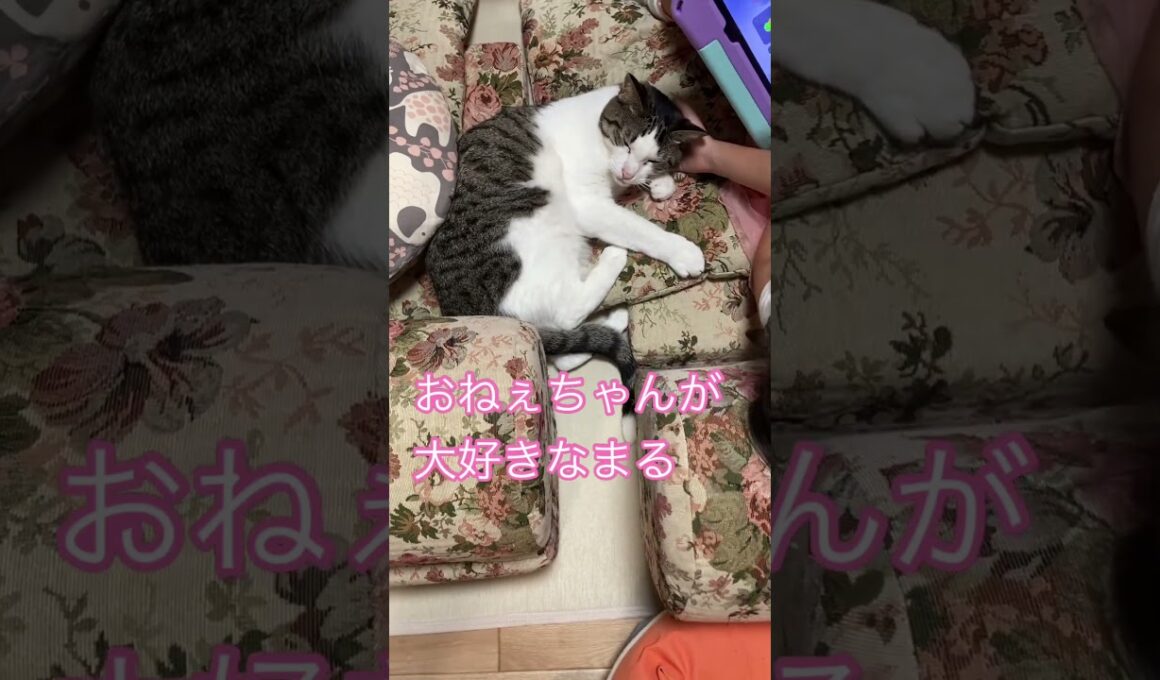 一緒に育ったお姉ちゃんが大好きなまる #メインクーンミックス #猫のいる暮らし