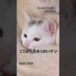 48日目の朝【川で助けた子猫】ここから出たくないマン　#保護猫 #子ネコ #cat  #こちょめ