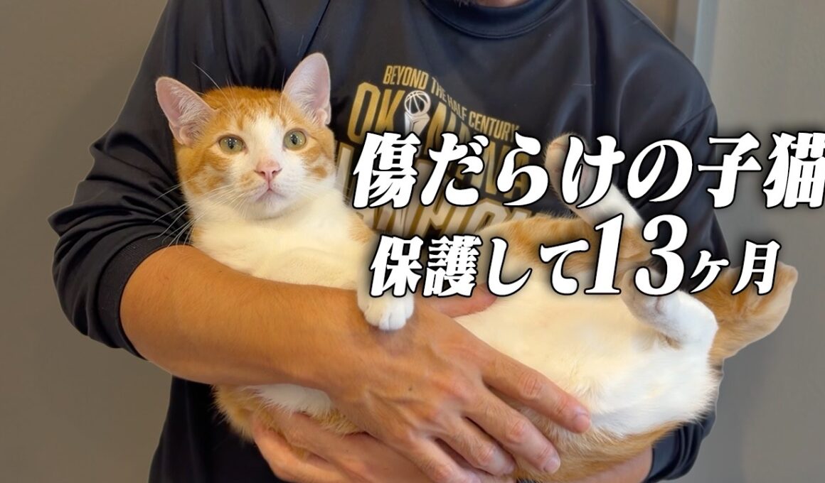 傷だらけの子猫...娘のわがままで緊急保護【野良猫・保護猫】