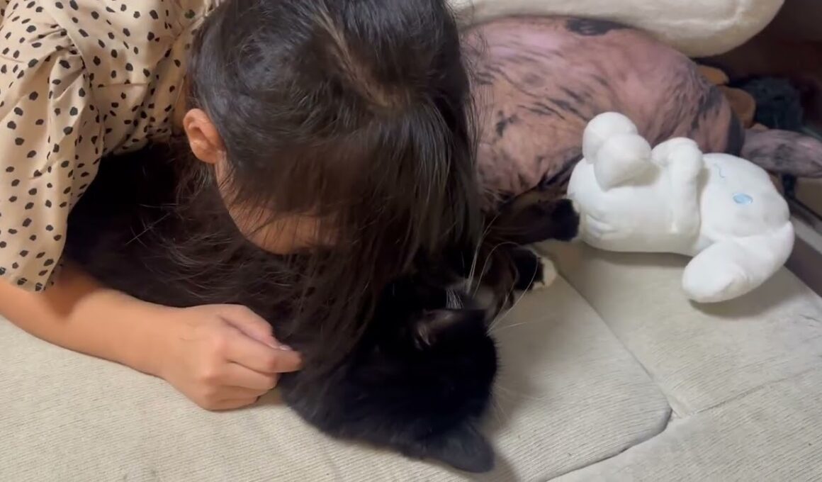 ヌイグルミのように無抵抗すぎる猫　ラガマフィンA cat so unresisting, it's like a stuffed animal. Ragamuffin