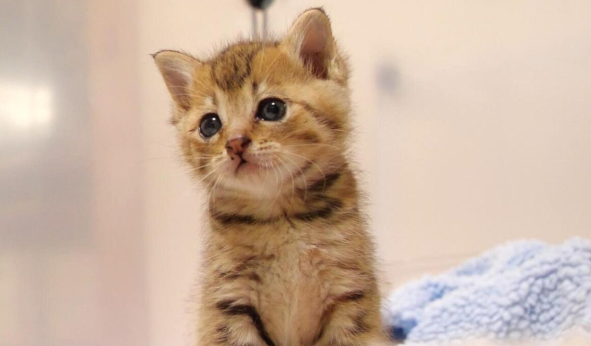 小さな鳴き声を不思議そうに聴いてる子猫さん【赤ちゃん猫　保護猫】【耳で楽しむ猫動画】