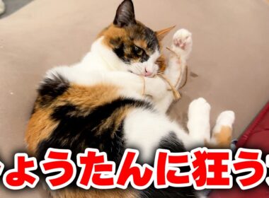 ひょうたんを抱き抱えてよだれを垂れ流し続ける女の子