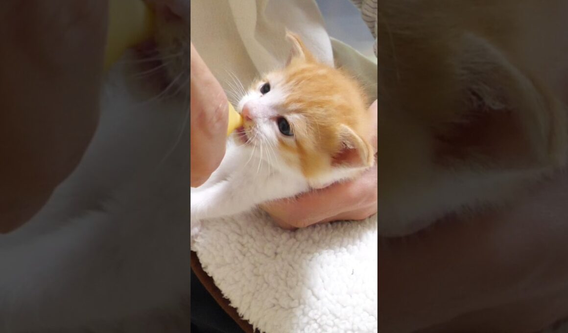 ミルクを飲む子猫がかわい過ぎる【赤ちゃん猫　保護猫】 #gatto #kitten #子ネコ #meow #cute #好きな子猫 #cat #子猫 #エウレカねこ部 #保護猫