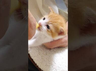 ミルクを飲む子猫がかわい過ぎる【赤ちゃん猫　保護猫】 #gatto #kitten #子ネコ #meow #cute #好きな子猫 #cat #子猫 #エウレカねこ部 #保護猫