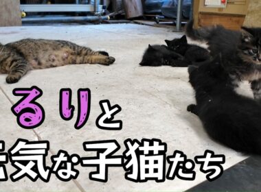 【なまら可愛い】4匹の子猫たちが可愛すぎる！