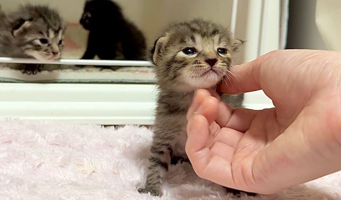 生後14日 よちよち甘えに来てくれるようになった子猫【かのこ日記】A Wobbly Kitten Just Started Coming for Cuddles