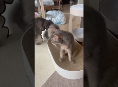 【猫】感想を聞きたがるアビシニアン #shorts #猫動画 #cat