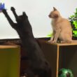 スズメ動画で、おとなしく遊ぶシャム雫だったが、黒猫の黒夢が、大はしゃぎして、ドン引き