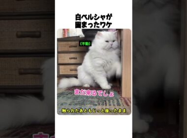 白ペルシャが固まったワケ