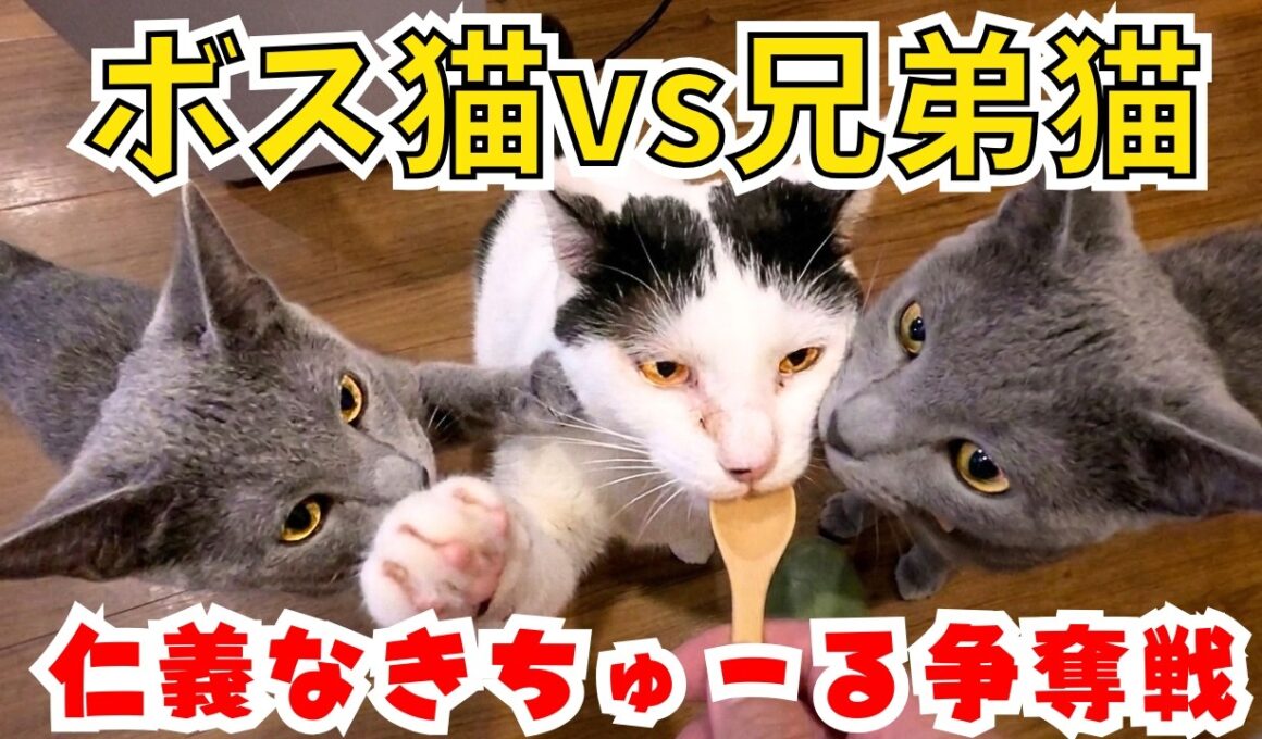【ちゅーる争奪戦】ボス猫と奪い合うロシアンブルー兄弟お昼寝中でも匂いで覚醒の巨体猫（保護猫カフェ森のねこ舎）淡路Cats vs Boss Cat: Churu Battle!