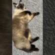 シャム猫のふくさん【たぬき猫】 #cat #しゃむねこ #猫のいる生活 暮らし #猫好きさんと繋がりたい #ねこ #cutecat #cat