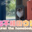 バーマン猫ウリ【出不精のウリ】Uriel the homebody（バーマン猫）Birman/Cat