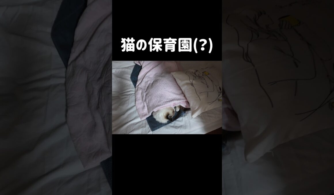 たまに行く実家でもｽﾔｽﾔ😪 #shorts #猫 #子猫 #ラグドール #甘えん坊猫 #猫のいる暮らし