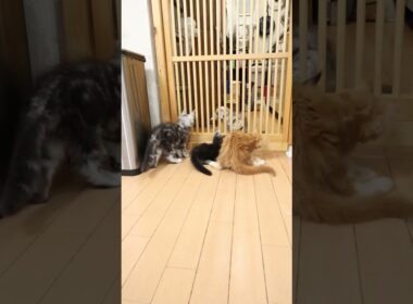 生後68日のぶさんのメインクーン子猫達