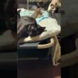 ちょっと、ドジなシャム猫パンダ。コットの金具で、じゃれた後、一人、戦闘訓練