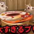 巨大プリンがやってきた時の猫たちの反応がこちら！！！！