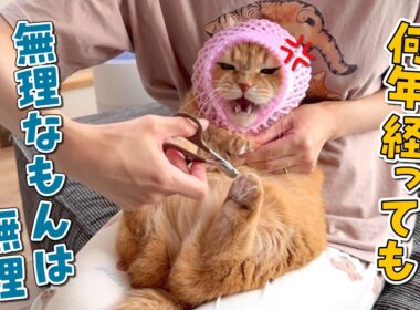 爪切り嫌いの猫の爪切りをあの手この手で頑張ります！