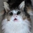 野良猫でも、生まれて良かった！医療とフードの支援プロジェクト - CAMPFIRE (キャンプファイヤー)