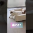 とんでもなく可愛い寝相🤦🏻‍♀️ #shorts #猫 #子猫 #ラグドール #甘えん坊猫 #猫のいる暮らし