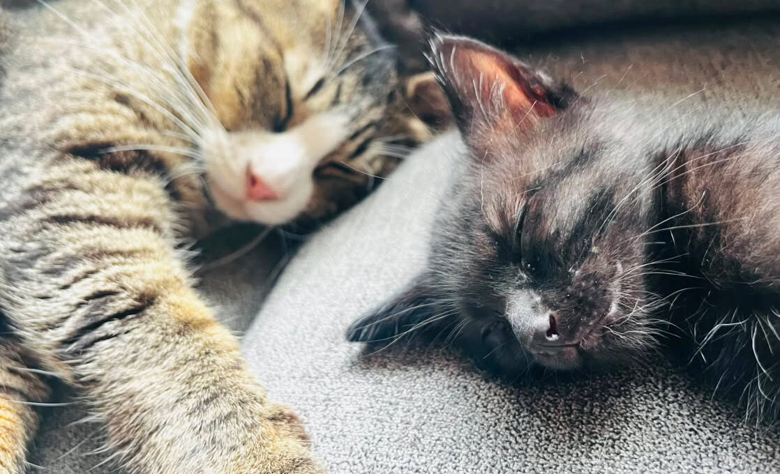 「保護猫カフェ ねこやすみ」オープン カフェスペースのみ利用もOK【北九州市八幡西区】 | 北九州ノコト