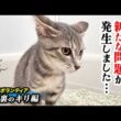 巨大結腸症療養中の子猫の排便に新たな問題が発生してしまいました...【保護猫ボランティア・食堂裏のキリ編１９】／ #猫 #保護猫 #子猫